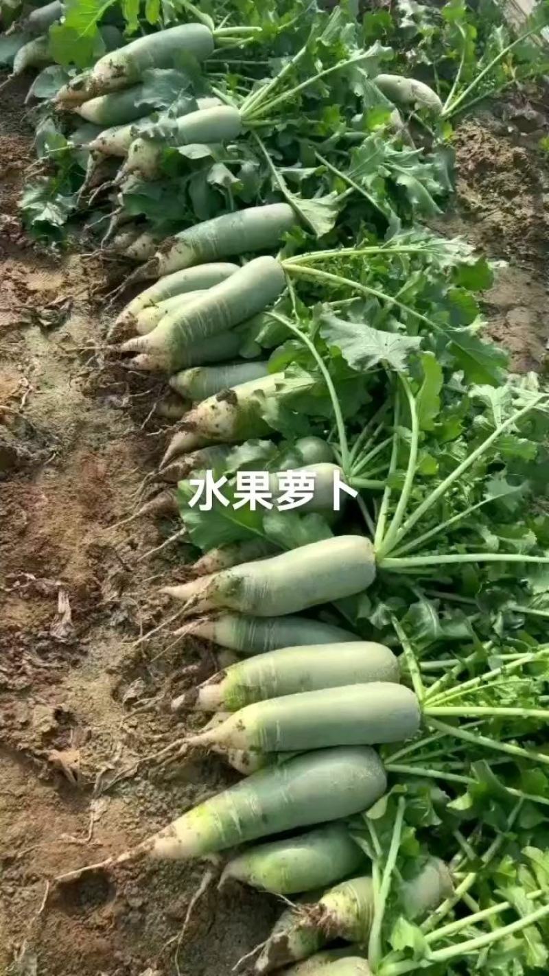 山东潍坊，青萝卜，潍县萝卜，水果萝卜，冰激凌，存库电商
