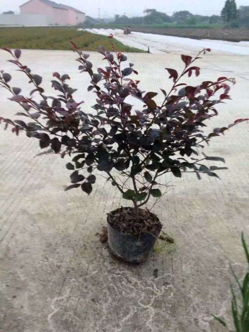 红花继木