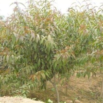 红花碧桃