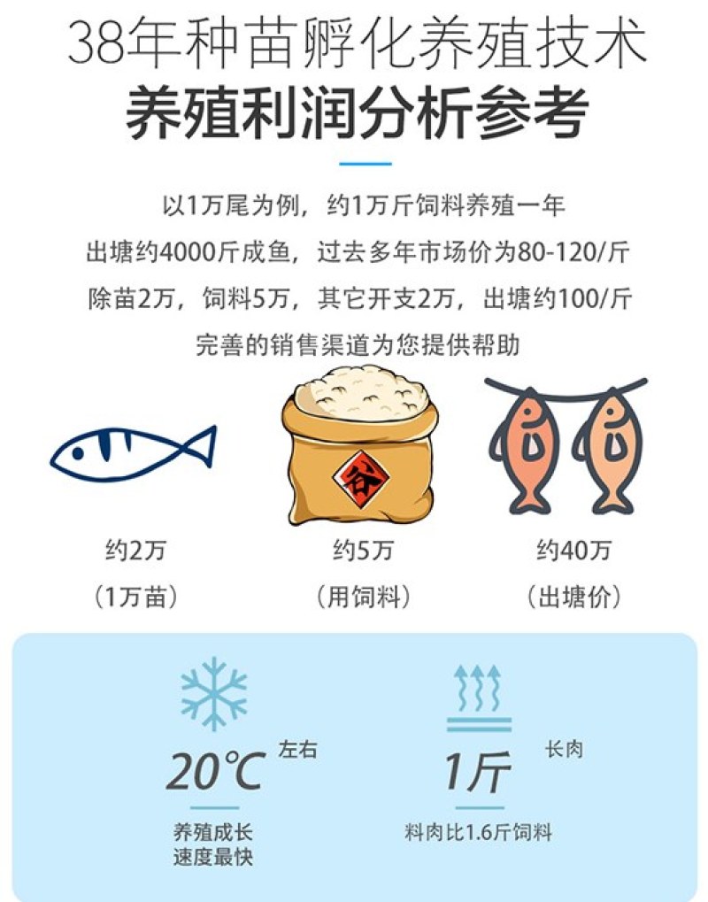 岩原鲤鱼四川基地直发品质很好欢迎前来考察