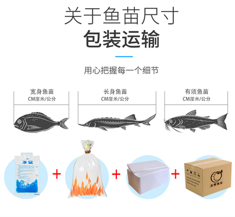 岩原鲤鱼四川基地直发品质很好欢迎前来考察
