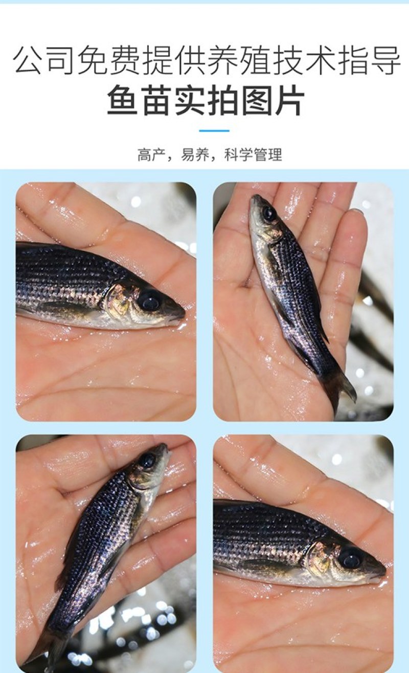 岩原鲤鱼四川基地直发品质很好欢迎前来考察