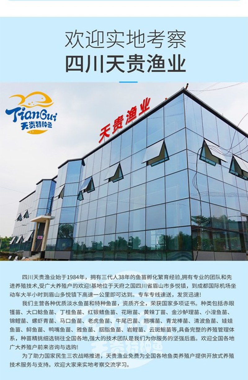 岩原鲤鱼四川基地直发品质很好欢迎前来考察
