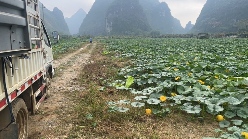 密本南瓜，货品精良，产地直供，货量充足！电联采购