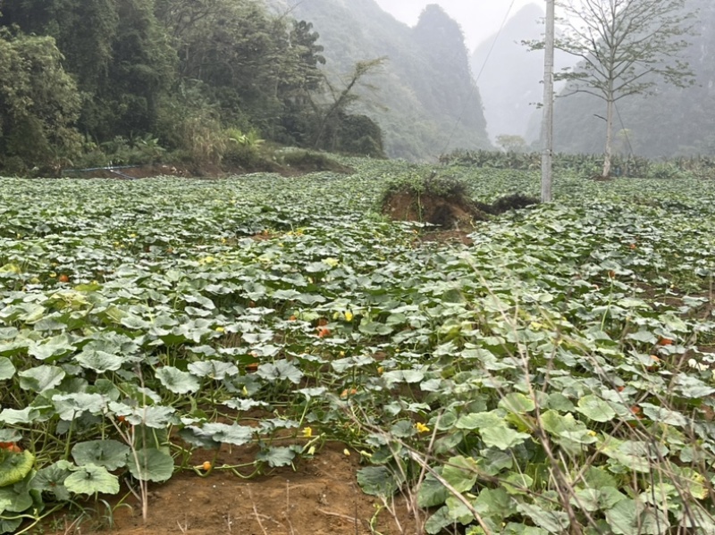 密本南瓜，货品精良，产地直供，货量充足！电联采购