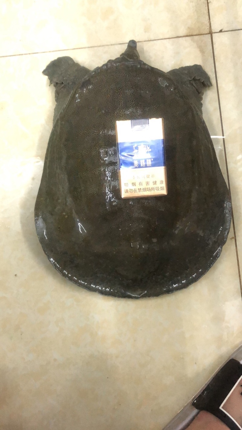 10年老母鱼。爽口弹牙。吃鱼虾长大的。