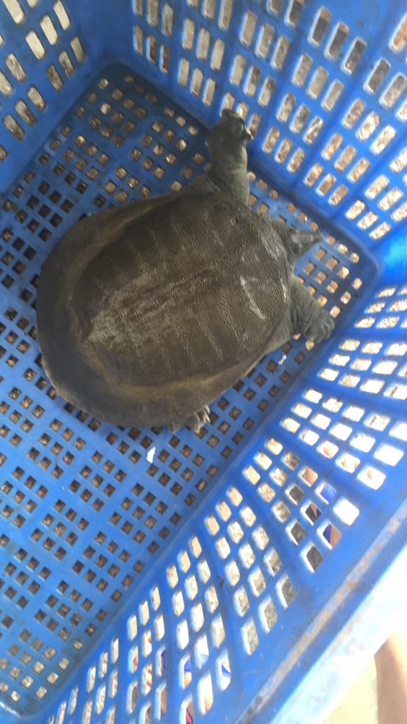 10年老母鱼。爽口弹牙。吃鱼虾长大的。