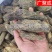 管花肉苁蓉硬大芸大云红柳大芸大量走货整根新疆肉苁蓉