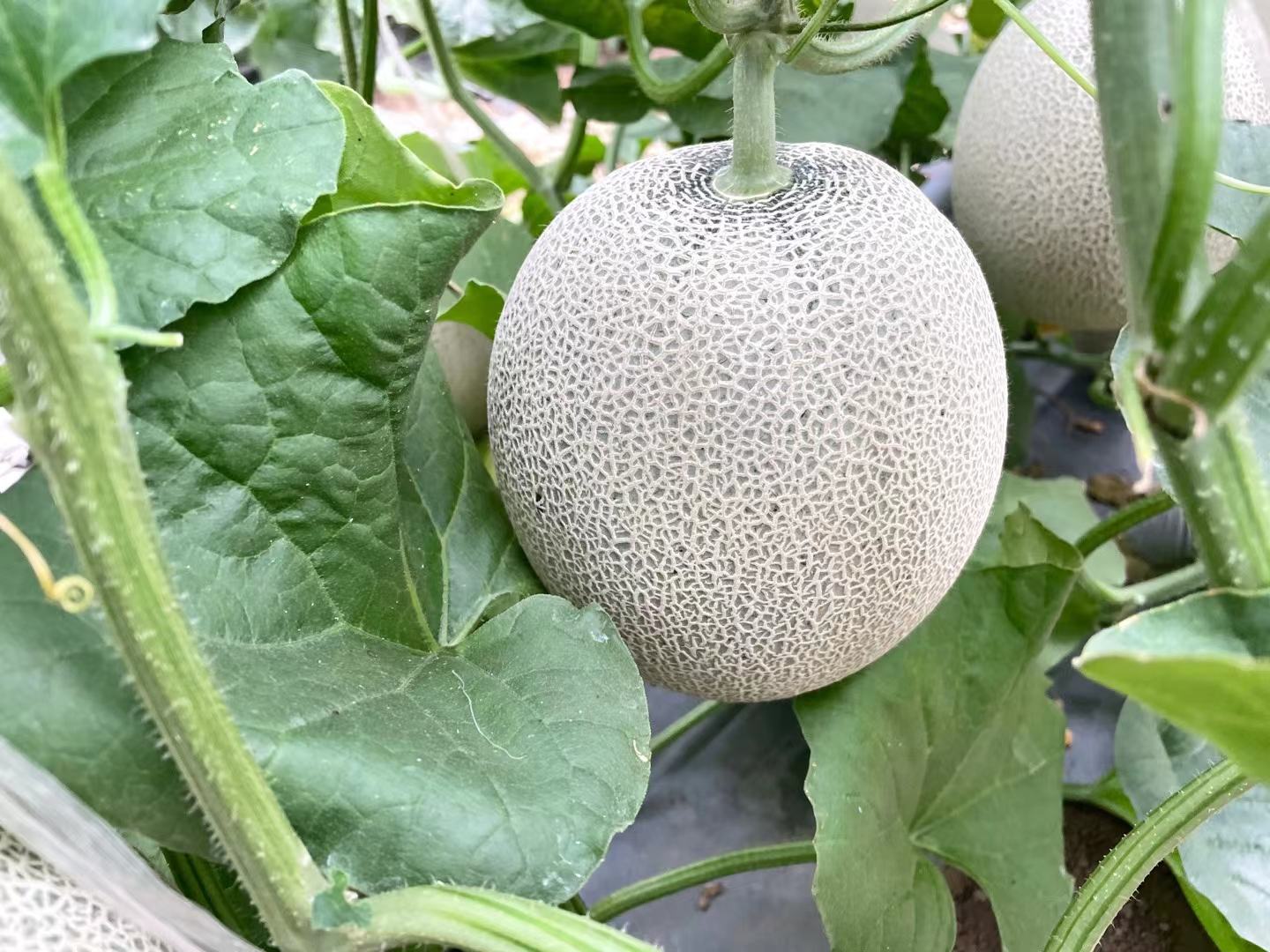展示一颗完整成熟的网纹瓜,表面布满清晰的网状纹理,果肉部分略显金黄色 网纹瓜特写