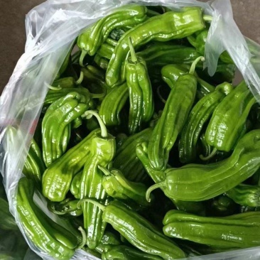 精品薄皮青椒,自家产地现摘。大量有货。价格美丽