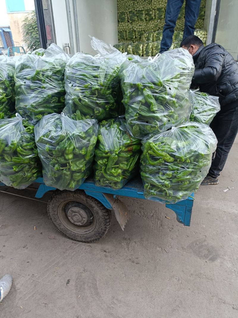 精品薄皮青椒，自家产地现摘。大量有货。价格美丽