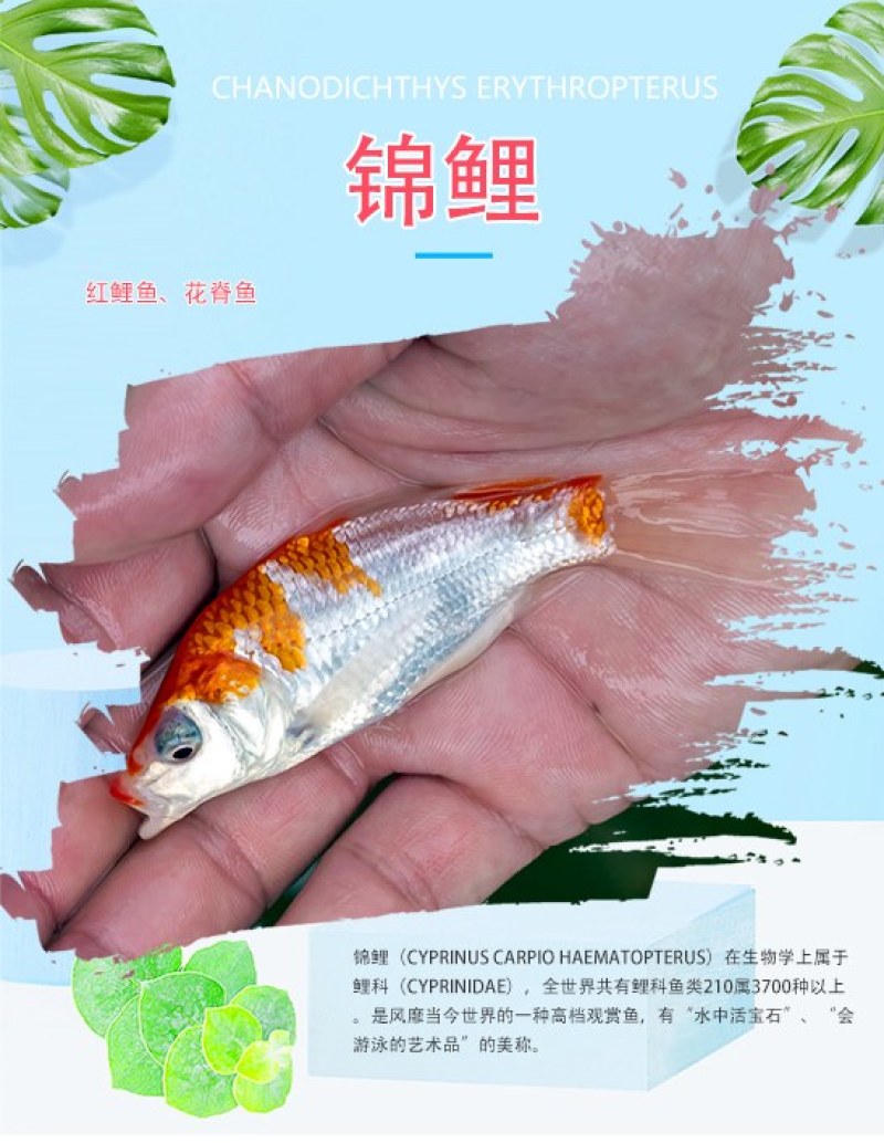 四川眉山锦鲤规格齐全品质很好欢迎前来考察