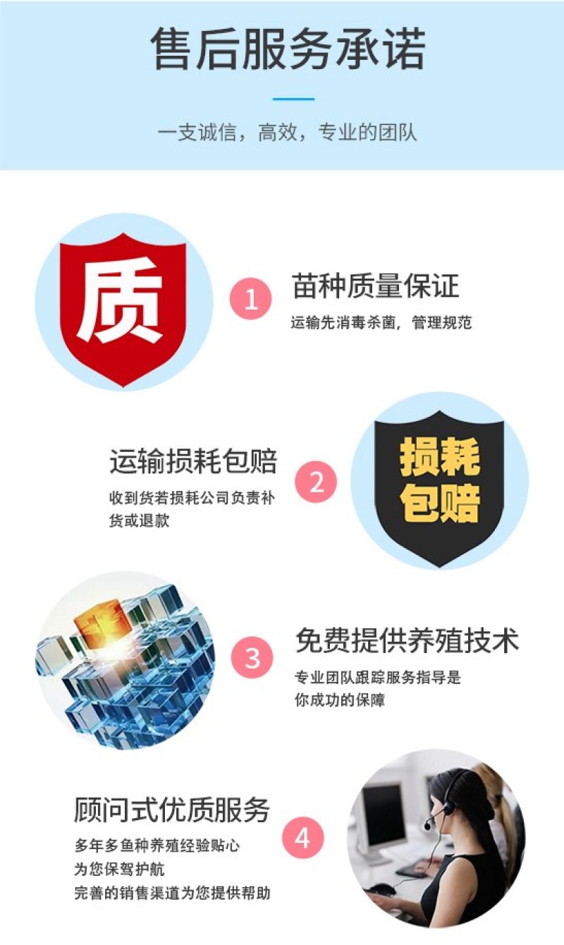 四川眉山锦鲤规格齐全品质很好欢迎前来考察