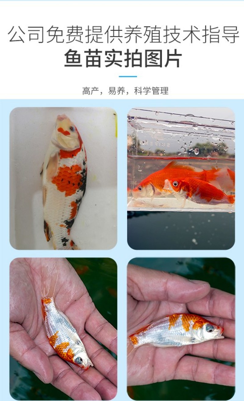 四川眉山锦鲤规格齐全品质很好欢迎前来考察