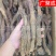 【包邮】批发锁阳内蒙古阿拉善金锁阳整根泡酒滋补