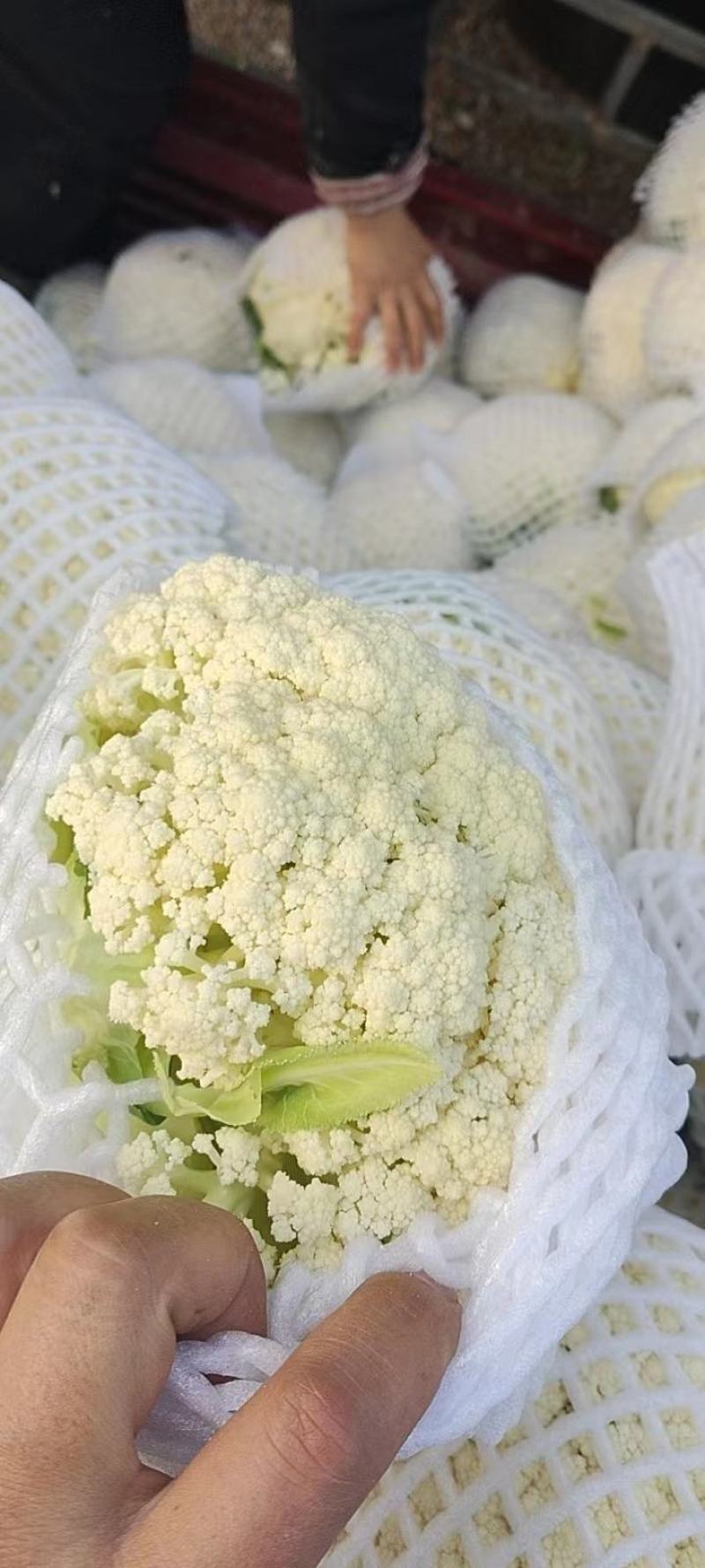 精品散花，松花菜，每天大量供应，质美价优欢迎全国客商订购