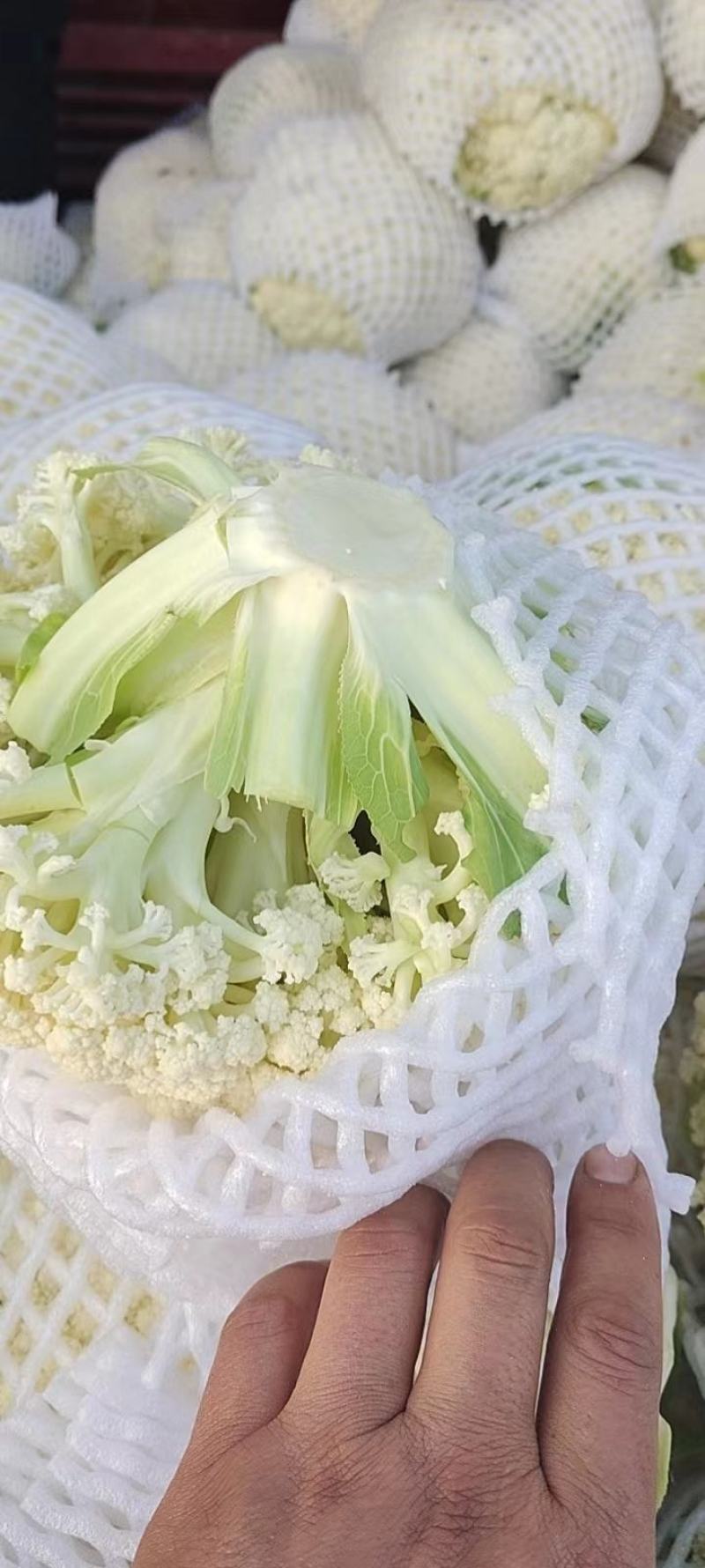 精品散花，松花菜，每天大量供应，质美价优欢迎全国客商订购