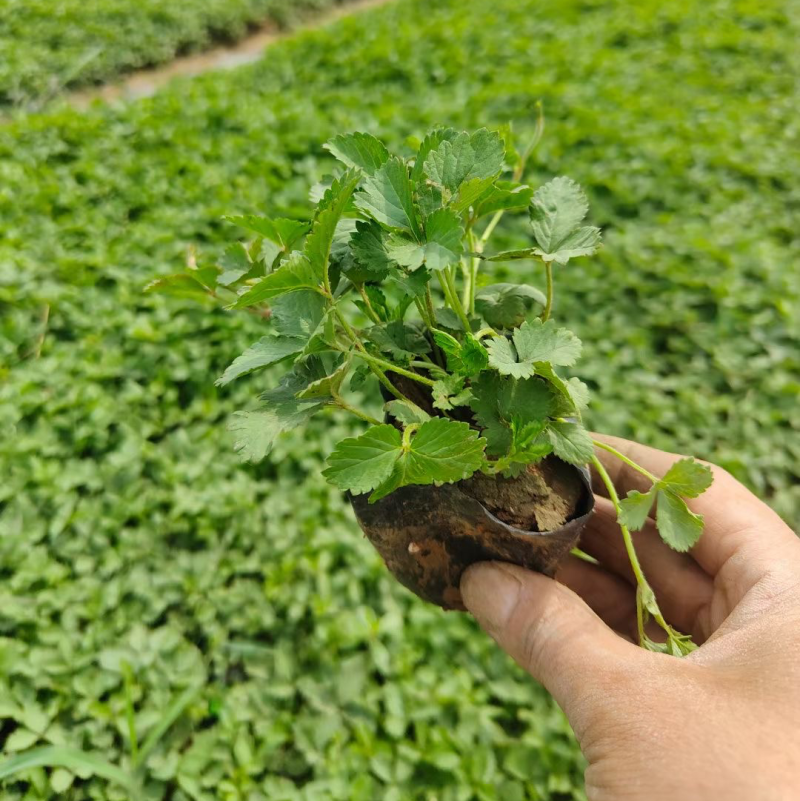 精品蛇莓批发基地