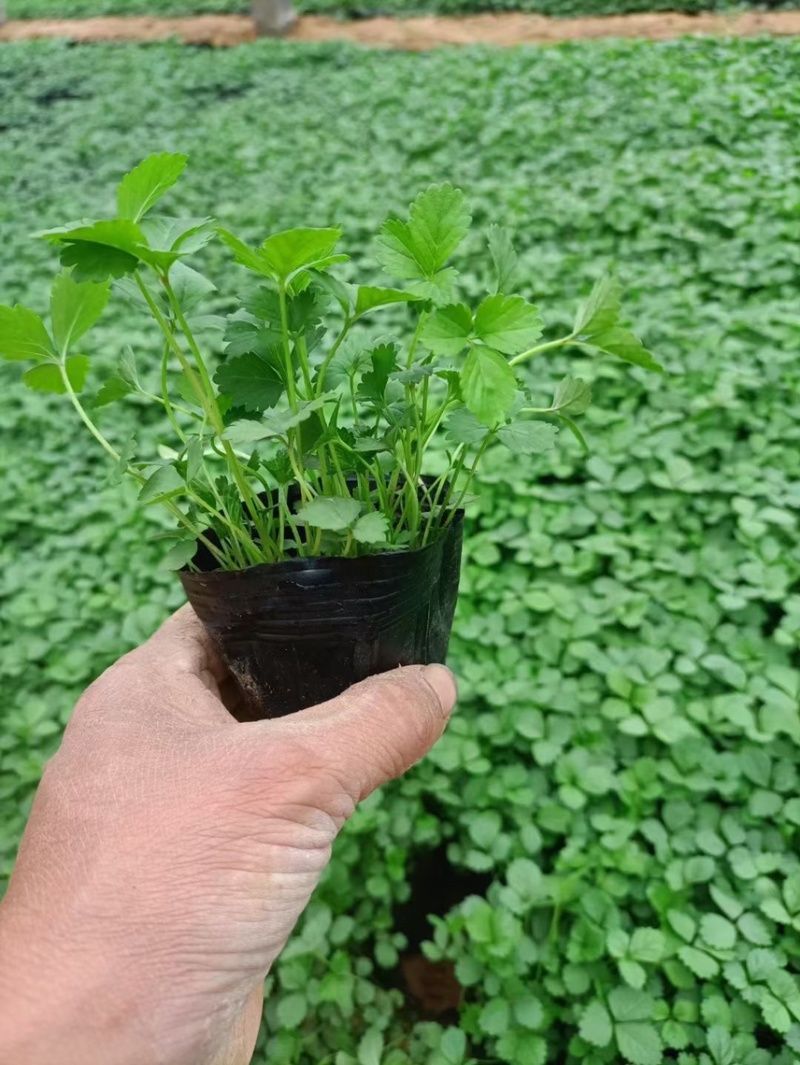 精品蛇莓批发基地