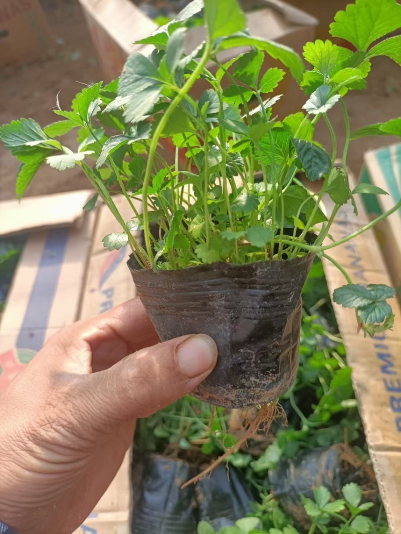 精品蛇莓批发基地