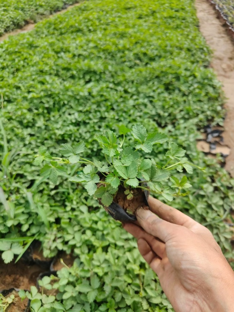精品蛇莓批发基地
