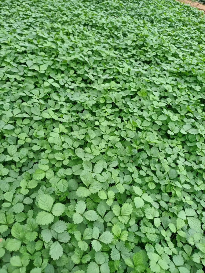 精品蛇莓批发基地