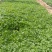 精品蛇莓批发基地