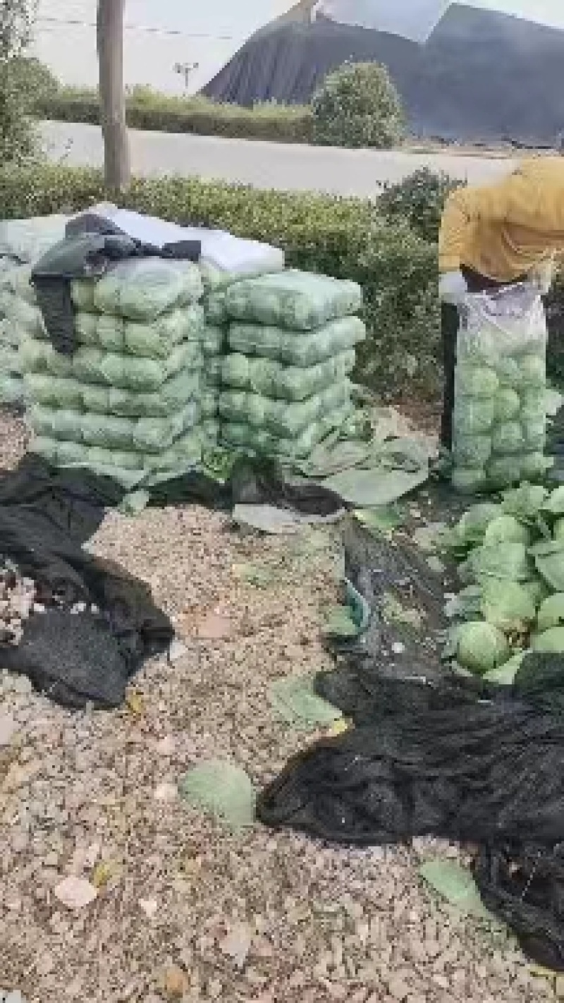 陕西甘蓝大量供应，一手货源价格优惠对接市场商超欢迎订购