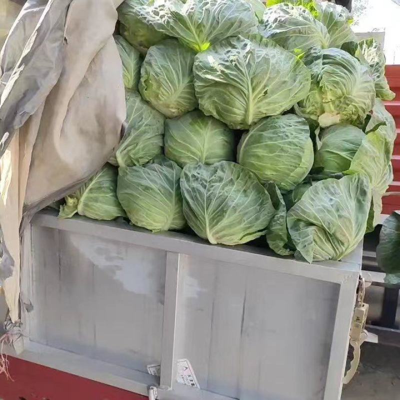 陕西甘蓝大量供应，一手货源价格优惠对接市场商超欢迎订购