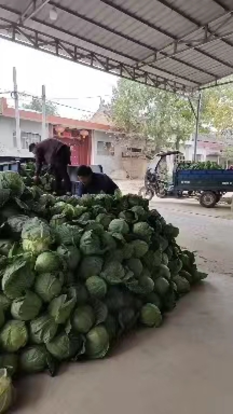 陕西甘蓝大量供应，一手货源价格优惠对接市场商超欢迎订购