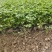 蛇莓现货供应
