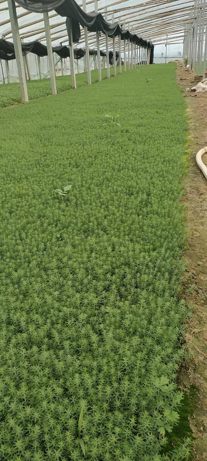 蛇莓现货供应