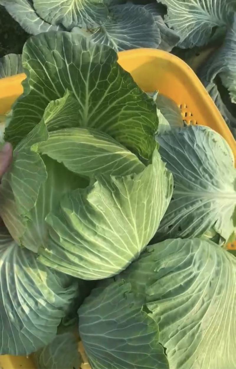 莲花白，扁包菜，基地大量出售1。量大，物美价廉，全国发货