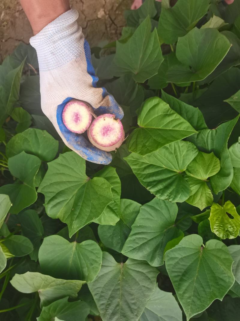 脱毒一点红薯苗，冰淇淋。