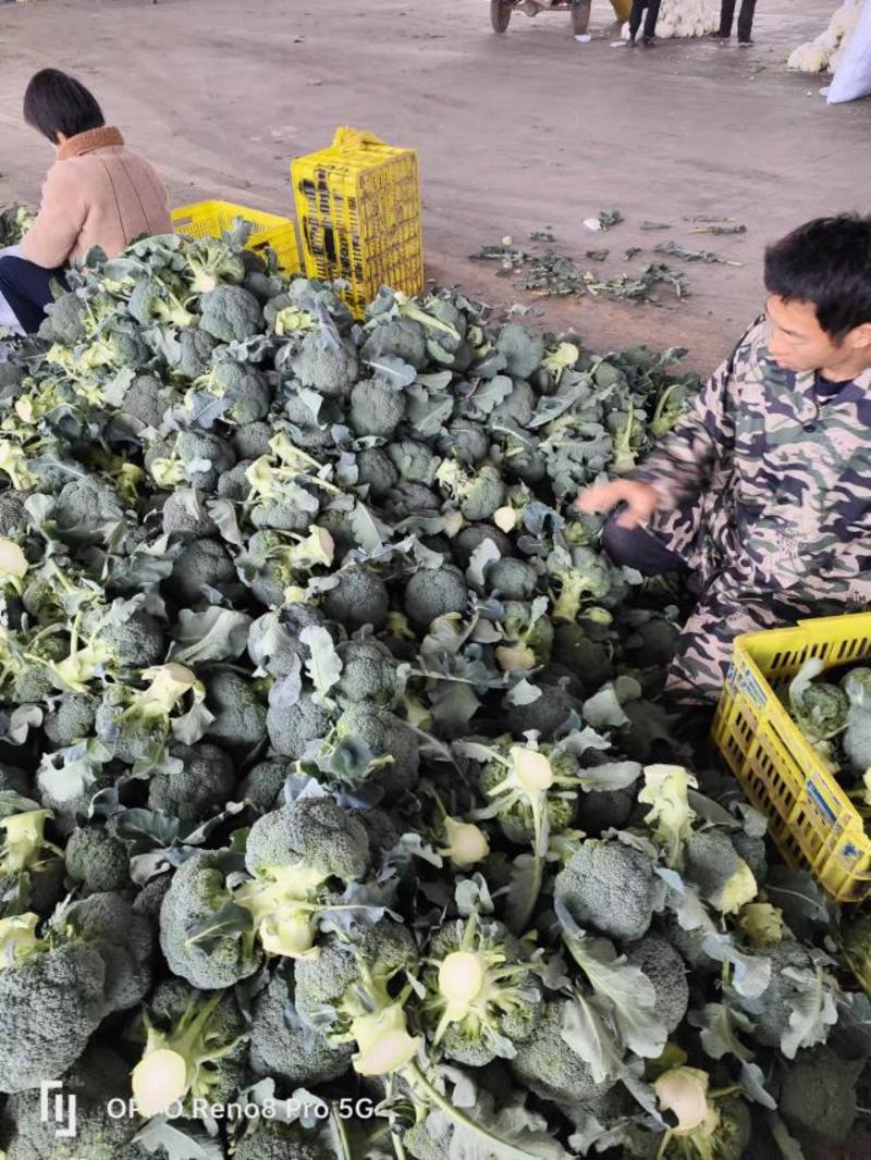 西兰花，陕西产地一手货源大量供应，价格优惠对接市场商超