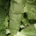 三青莴笋，红尖叶，筒子青，二青，等莴笋批发
