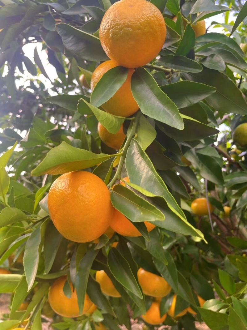 广西西林砂糖橘
