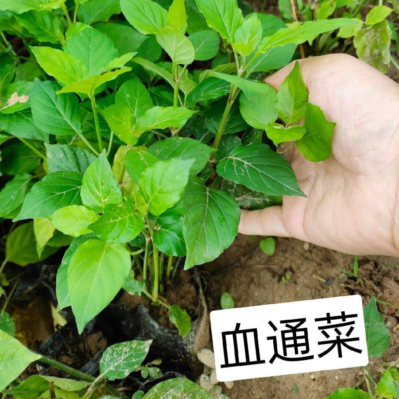 血通菜苗宽叶十万错阳台绿植多年生植物