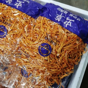 虫草花