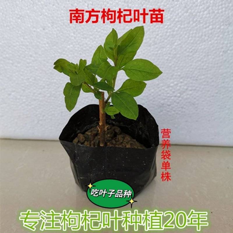 南方枸杞苗袋苗
