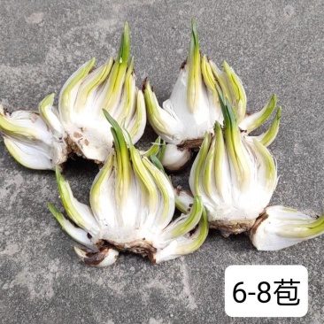 【雕刻水仙】漳州水仙花种球已雕刻好冬季桌面盆栽水培花卉大