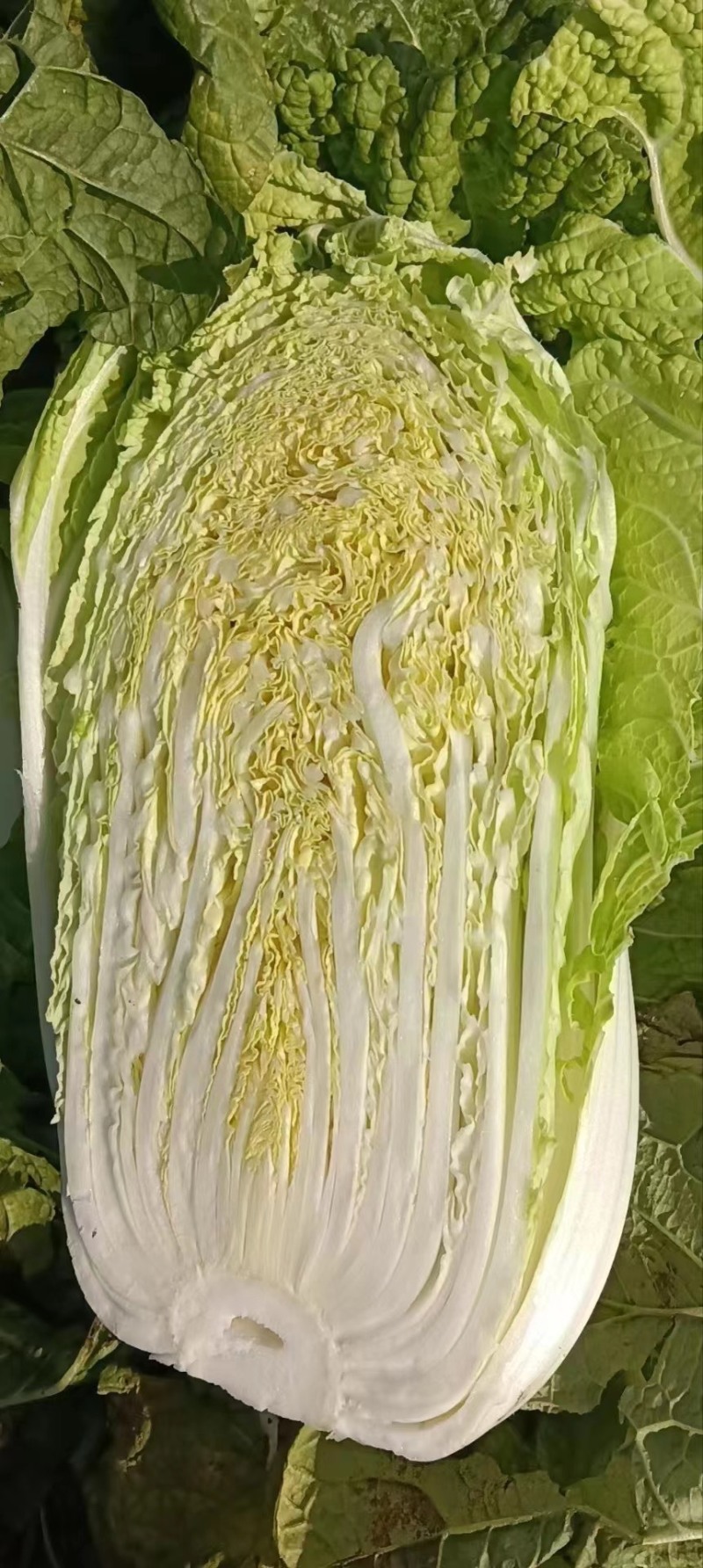 精品优质白菜大量上市品质保证欢迎咨询