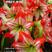 虹越南非朱顶红种球进口球根盆栽花卉单重瓣开花球鬼魅阿弗雷