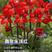 虹越南非朱顶红种球进口球根盆栽花卉单重瓣开花球鬼魅阿弗雷