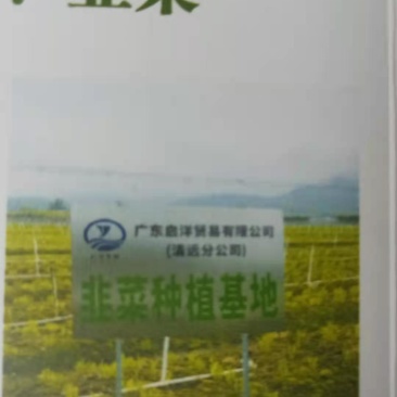 种植基地韭菜直批，价格便宜