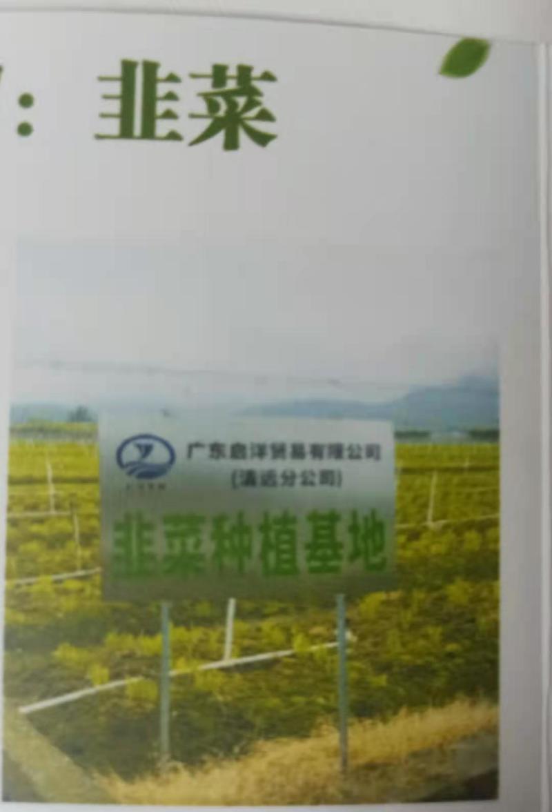 种植基地韭菜直批，价格便宜