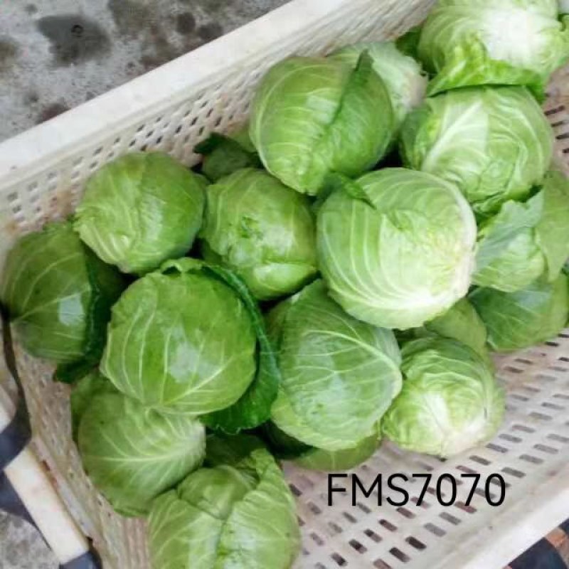 精品甘蓝大量上市中，现要现摘，质量好，各种包装自适