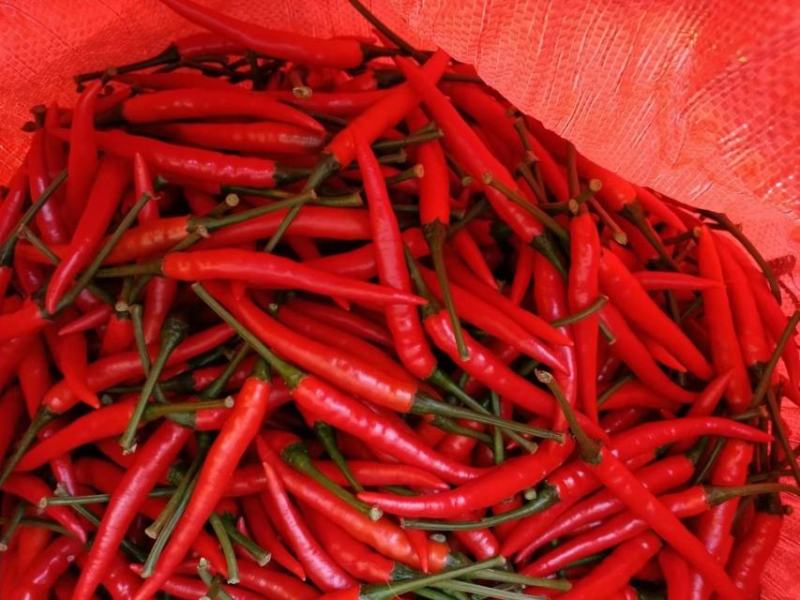 小米辣椒