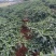 小米辣椒