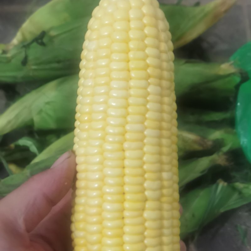 太阳花水果玉米大量有货，需要的老板欢迎联系
